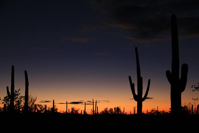Arizona-Saguaro