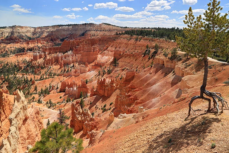 Bryce Canyon NP - Henryk Iwaniec